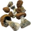 Buy Donkey Kong BTS mushroom