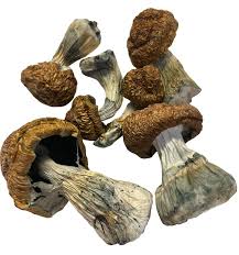 Buy Donkey Kong BTS mushroom