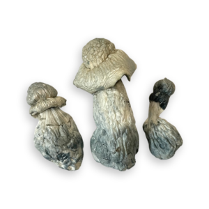 Albino Penis Envy spores 
